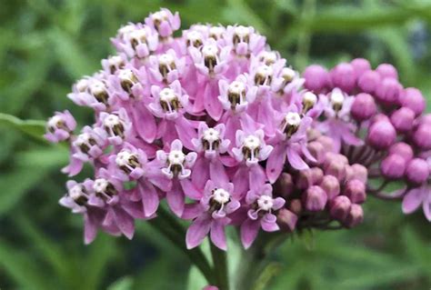 Milkweed for Monarchs - TAYLOR FAMILY GREENHOUSE