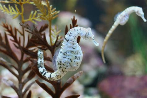 Caring For Seahorses In The Aquarium