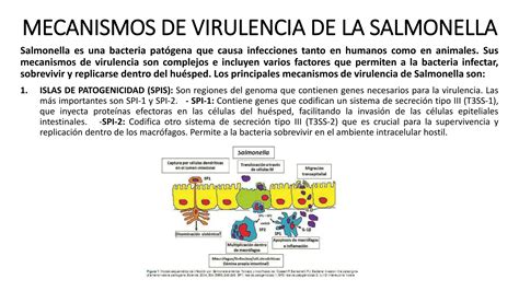 MECANISMOS DE VIRULENCIA DE LA SALMONELLA Pptx