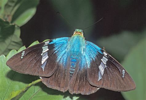 Saltarina Rel Mpago Azul De Dos Barras Tizim N Y Sus Mariposas