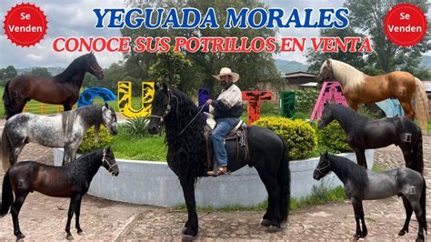 Conoce Los Potrillos En Venta De Yeguada Morales En Cuautla Jalisco De