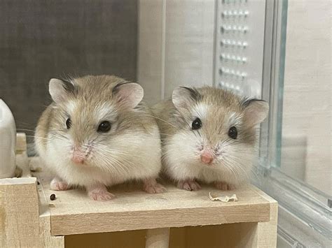 Karakteristik 4 Jenis Hamster Peliharaan Dan Harganya