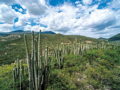 Valle de Tehuacán Cuicatlán Patrimonio Mixto de la Humanidad México