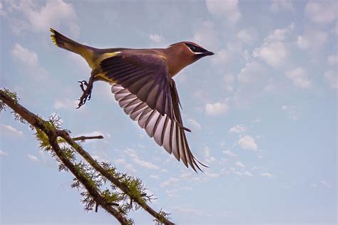 Cedar Waxwing In Flight Photograph By Joe Granita Fine Art America