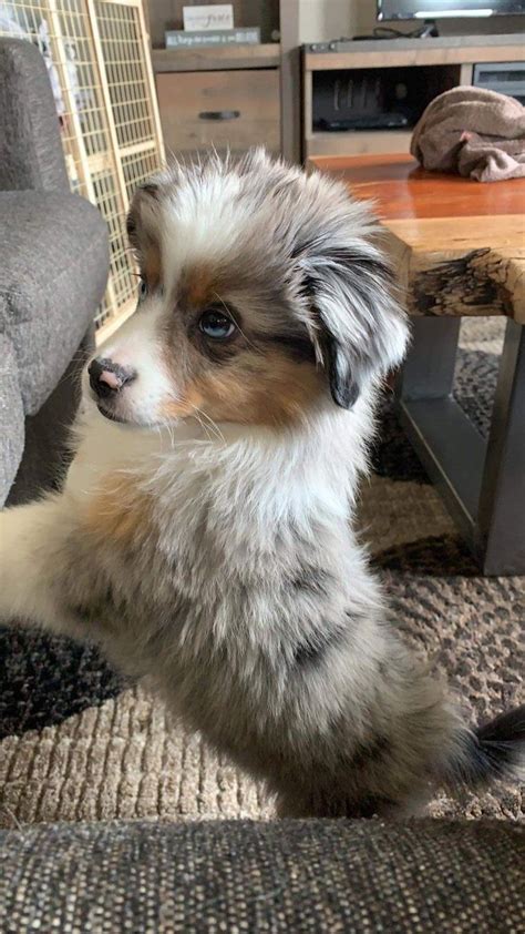 Blue Merle Mini Australian Shepard Aussie Puppies Blue Merle Mini Australian Shepard