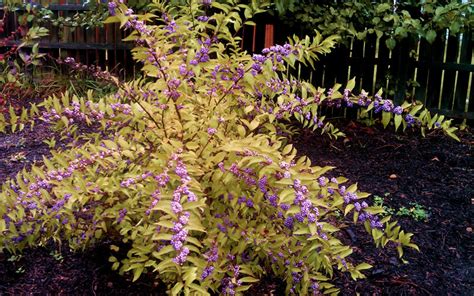 Buy Early Amethyst Beautyberry Bush Free Shipping Wilson Bros Gardens