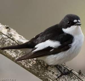 Gobemouche Noir Ficedula Hypoleuca Frédéric Palcy Oiseaux