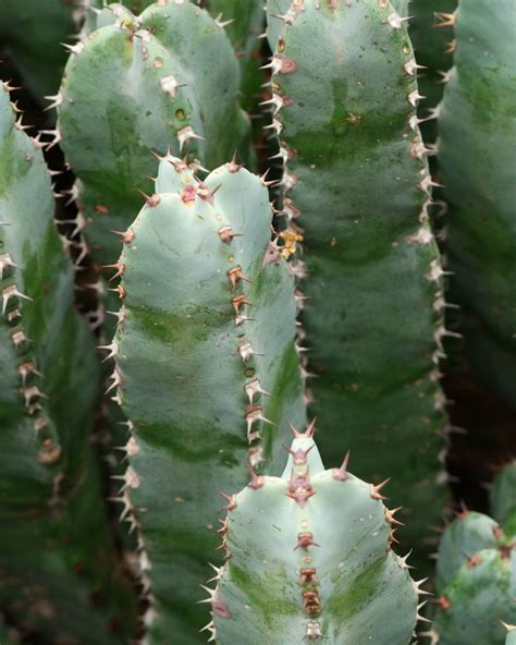 Euphorbia Resinifera Insukuland