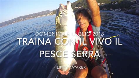 Traina Col Vivo Il Pesce Serra Youtube