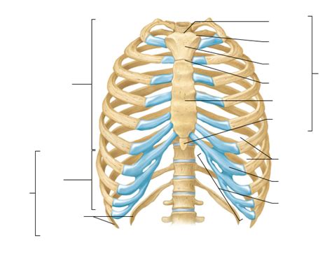 Ribs Diagram Quizlet