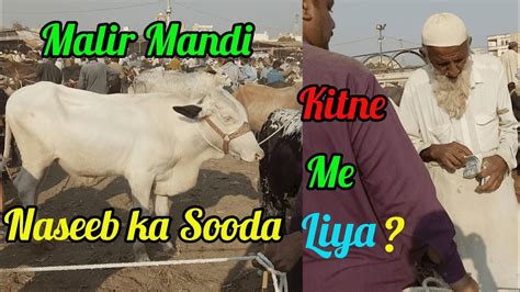 Bakre K Dam Me Gayen Ka Sooda Malir Cow Mandi Latest Rates Update