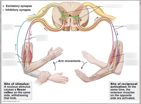 Crossed extensor reflex Diagram | Quizlet