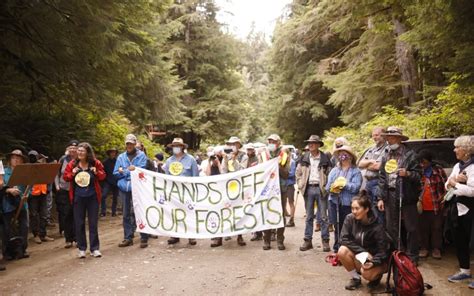 Donate To Elders For Ancient Trees Fairy Creek Injunction Court Case