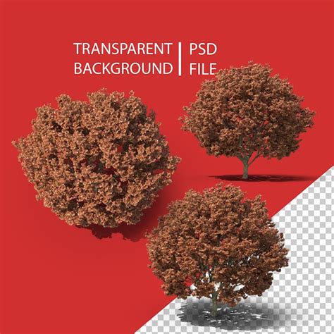 Premium Psd Maple Tree Png