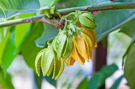 Ylang Ylang Caract Ristiques Utilisations Et Bienfaits