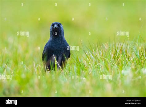 Closeup Of A Carrion Crow Corvus Corone Black Bird Foraging In A Grass