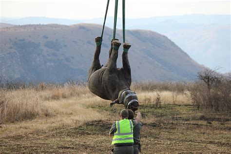 A lofty view of black rhino conservation | WWF South Africa