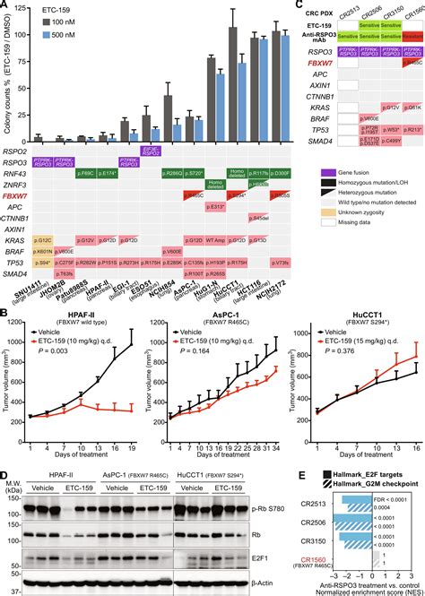 Recurrent Mutations In Tumor Suppressor Fbxw7 Bypass Wnt β Catenin