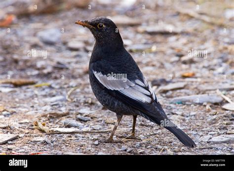 Grijsvleugelmerel Grey Winged Blackbird Turdus Boulboul Stock Photo