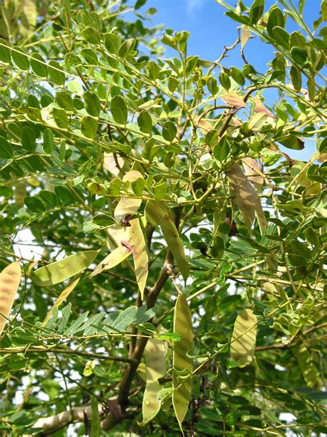 Albizia Procera Fabaceae Image At Phytoimages Siu Edu