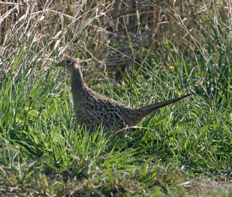 Pictures and information on Ring-necked Pheasant