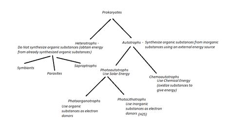 Chemoautotrophs