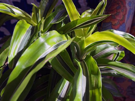 Plant Spotlight: Dracena Lemon Surprise — Snips Entwined
