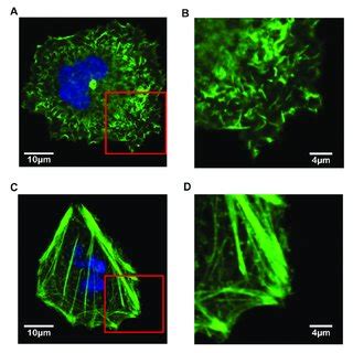 Immunofluorescence Confocal Microscopy Images Of F Actin Filaments In