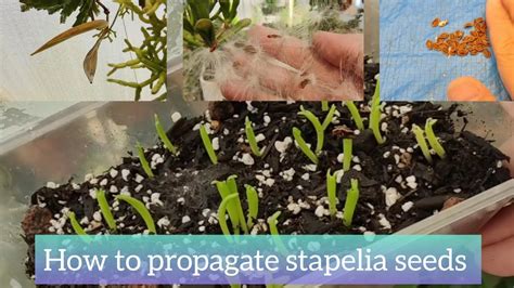 How To Propagate Stapelia Seeds Successfully Bikolanahardinera