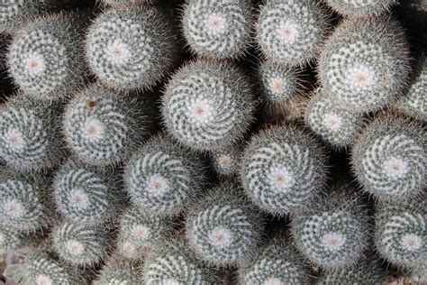 Un Grupo De Cactus Espinados Gemelos Como Fondo En St Gallen Suiza