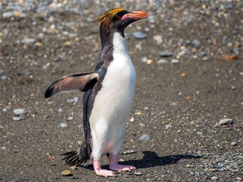 Macaroni Penguin Ebird