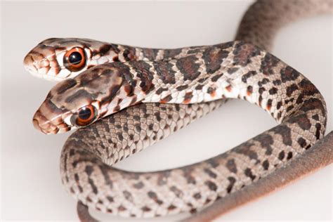 Rare two-headed southern black racer snake found in Florida | 7NEWS