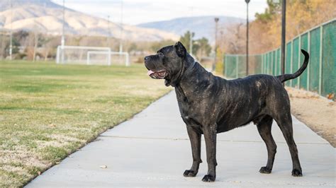 Presa Canario And Hiking A Comprehensive Guide SoCalPresa Top Rated