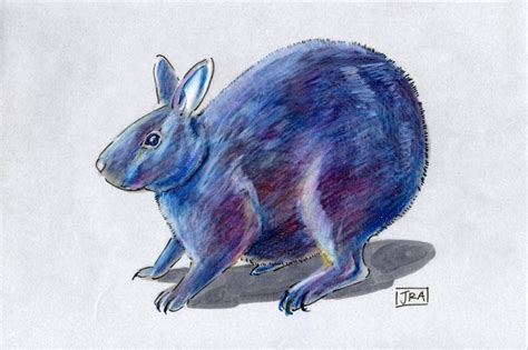 Amami Rabbit (Pentalagus furnessi) | The Daily Mammal