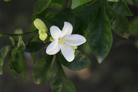 When Your Lemon Tree Flowers, But No Fruit Grows - Food Gardening Network