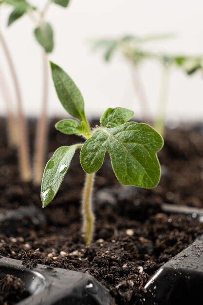 Cultivo De Tomates A Partir De Semillas Paso A Paso Paso 7 Los Brotes