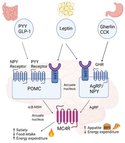 Genes Free Full Text Predisposition Of The Common Mc4r Rs17782313 Female Carriers To