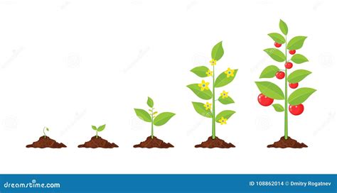 Growth of Plant, from Sprout To Vegetable. Stock Vector - Illustration ...