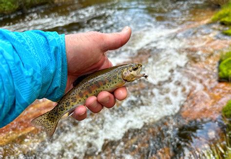 Kern River Fishing Report Kern River Lake Isabella Lake Crowley 7 7 23