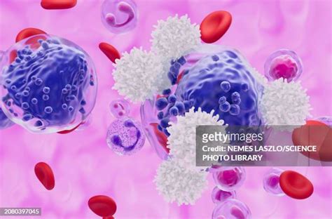 24 Myeloid Cell Stock Photos High Res Pictures And Images Getty Images