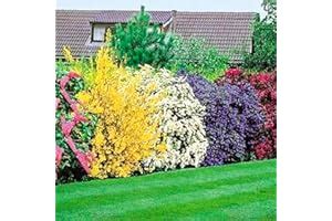 Amazon.co.uk Best Sellers: The most popular items in Hedges & Shrubs