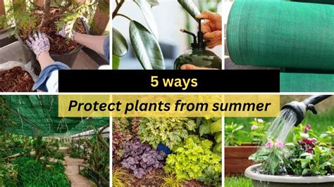 5 Ways To Protect Plants From May June Heat How To Protect Plants In Summers Youtube