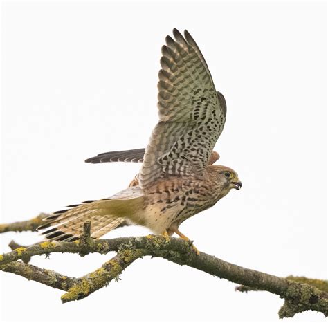 Eurasian Kestrel Owen Deutsch Photography