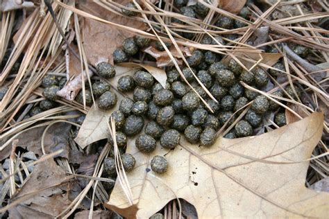 Pest Droppings Identification Chart