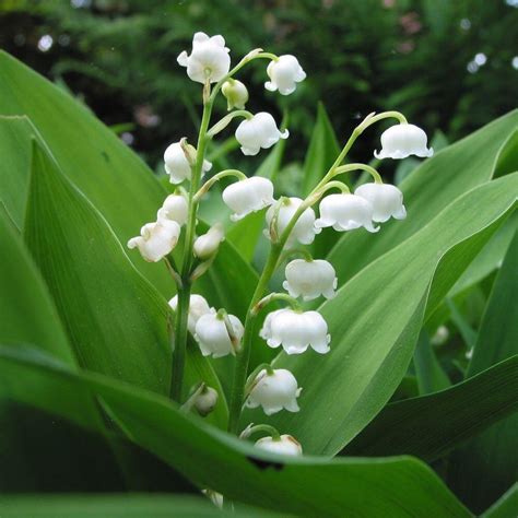 Gyöngyvirág Convallaria majalis rendelése Florapont