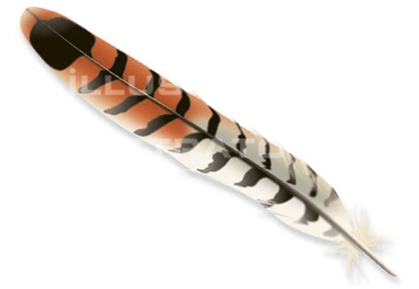 Faucon Crecerelle Plume Illustratof