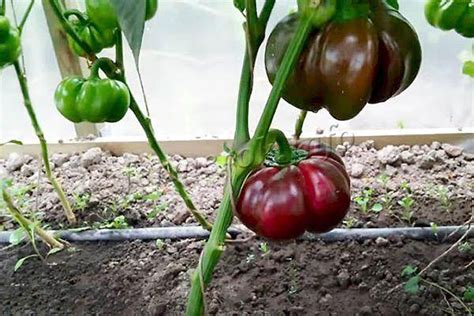 Перец ратунда: описание и характеристика сорта, фото, выращивание
