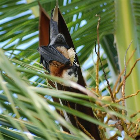 Aldabra Flying Fox Pteropus Aldabrensis · Inaturalist