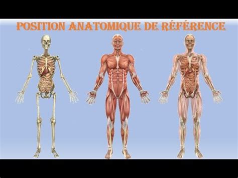 L Anatomie En Quelques Minutes La Position Anatomique De Reference C