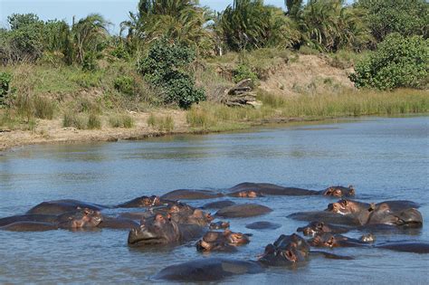 Greater St. Lucia Wetland | South African History Online